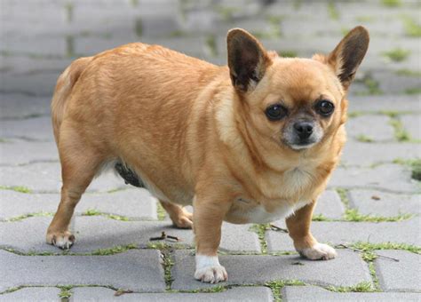 fat-chihuahua