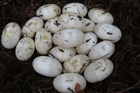 Clutch-of-22-wild-Siamese-crocodile-eggs- People's Trust for Endangered Species