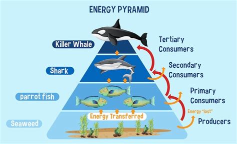 Free Vector | Diagram showing arctic energy pyramid for education