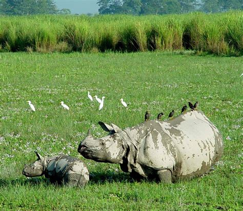 Kaziranga / Manas National Park