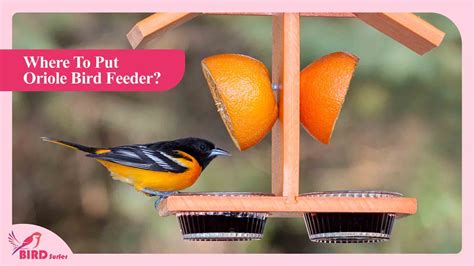 Where To Put Oriole Bird Feeder? Perfect Placement!