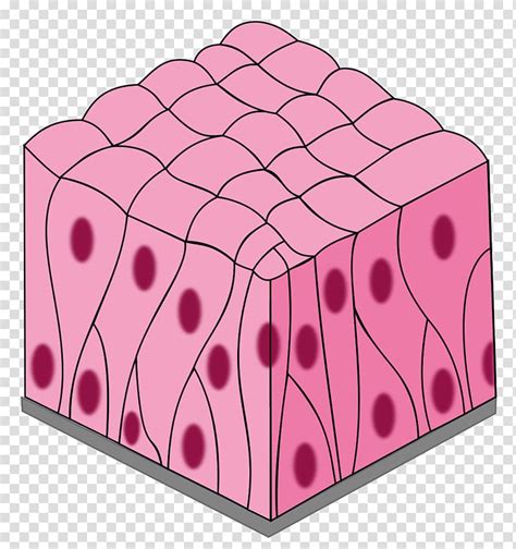 Simple columnar epithelium Pseudostratified columnar epithelium Simple squamous epithelium ...