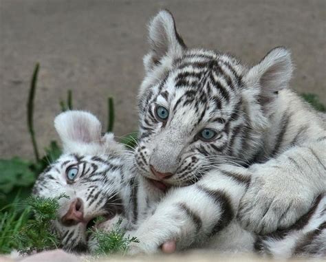 White Bengal Tiger Cubs by Metalhorse | Tijger welpjes, Wilde dieren ...