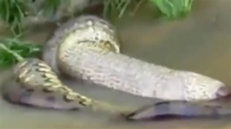 Onlookers were left stunned as this anaconda swallowed its massive prey in front of the cameras