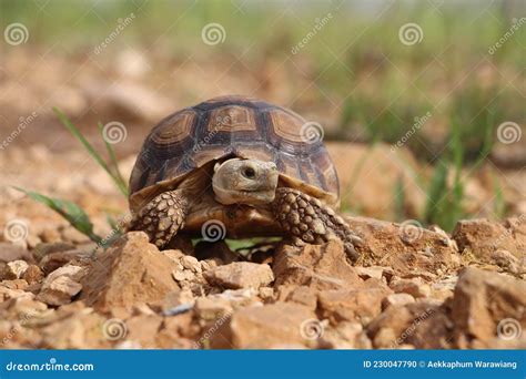 African Sulcata Tortoise Natural Habitat,Africa Spurred Tortoise Stock Photo - Image of natural ...