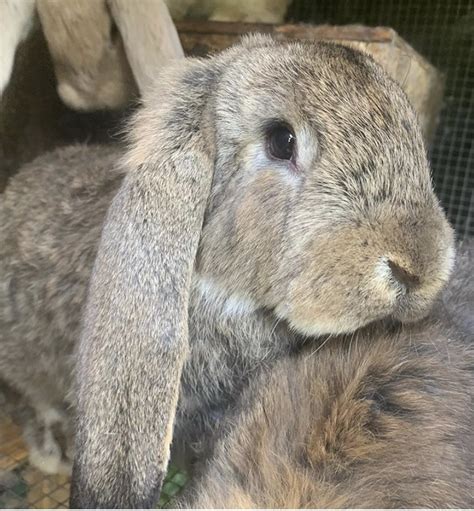 French Lop Rabbits For Sale | Sonora, CA #309613 | Petzlover