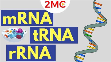 mRNA, tRNA, and rRNA function | Types of RNA - YouTube