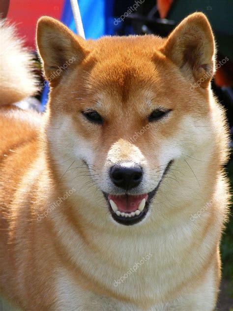 Red shiba inu portrait Stock Photo by ©virgonira 11560759