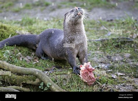 River otter eating Stock Photo - Alamy