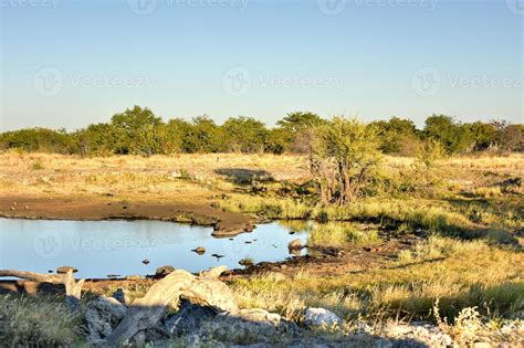 Watering Hole - Etosha, Namibia 16192811 Stock Photo at Vecteezy