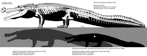 Deinosuchus comparison by Fadeno on DeviantArt