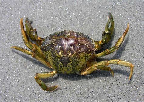 European Green Crab - Carcinus maenas (European Green crab)