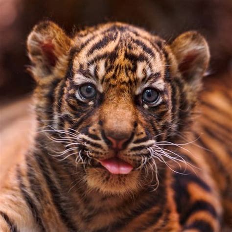 Seeing Double: Sumatran Tiger Cubs at Frankfurt Zoo - ZooBorns