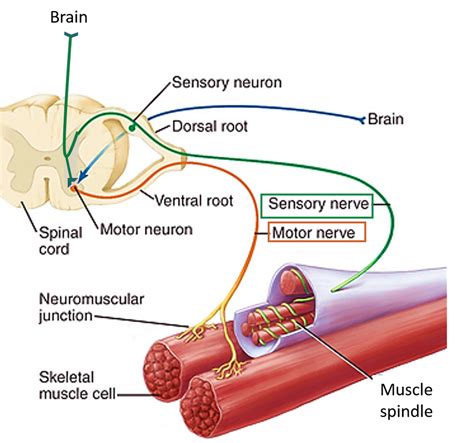 Skeletal Muscle-Nerve Supply – Anatomy QA