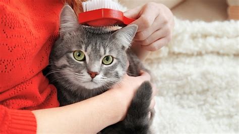 How to Control Cat Hair: Tips and Tricks for a Fur-Free Home