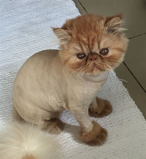 Pin by alexis seath on KITTY | Cat haircut, Persian cat, Long haired cats