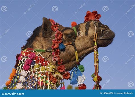 Decorated Camel in Rajasthan, India. Editorial Stock Photo - Image of ...