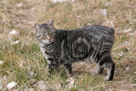 Manx Cat Breed: Get to Know This Tailless Cat Breed – Petsmont