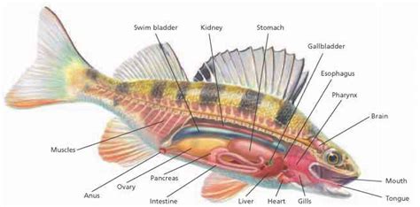 Internal Anatomy - Critical Thinking - ALPF Medical Research