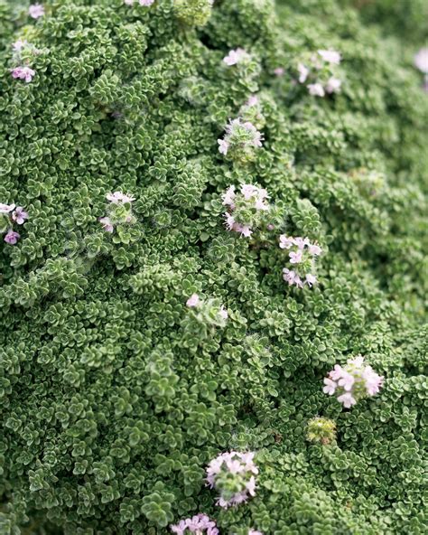 Elfin - Creeping Thyme - Thymus serpyllum | Proven Winners