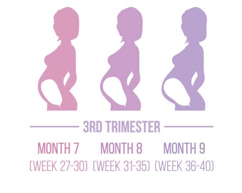 Third Trimester - Safe Sleep Academy