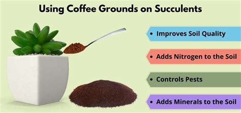 Using Coffee Grounds on Succulents: What it actually does - Flourishing Plants