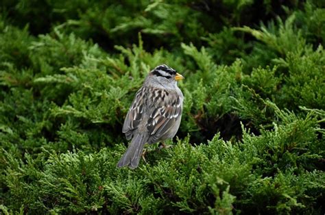 White-Crowned Sparrow: Field Guide, Pictures, Habitat & Info - Optics Mag