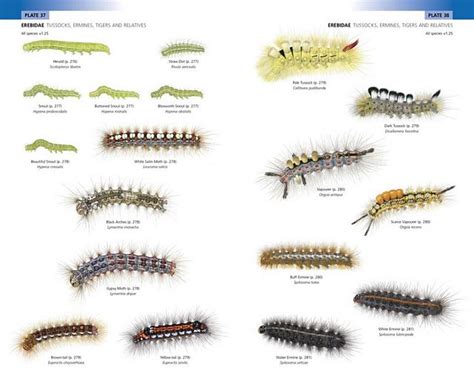 Field Guide to the Caterpillars of Great Britain and Ireland.