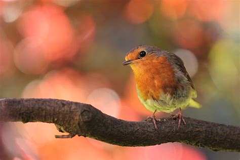 Free Images : nature, flower, wildlife, beak, fauna, close up ...