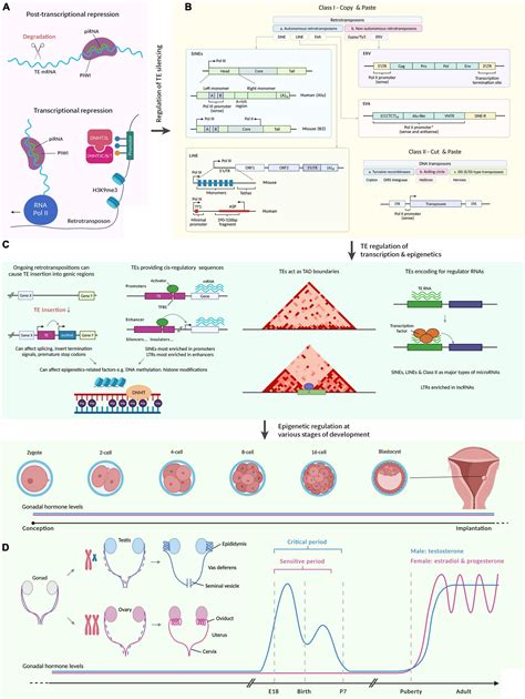 Frontiers | The Role of Transposable Elements in Sexual Development