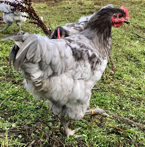 **SOLD** Blue Australorp... - Peninsula Poultry Breeders