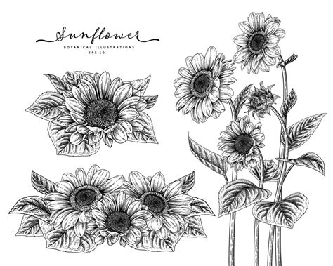 Sketch Floral decorative set. Sunflower drawings. Black and white with line art isolated on ...