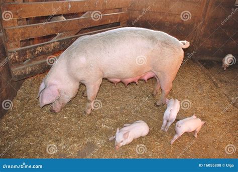 Mother Pig With Newborn Piglets Royalty Free Stock Photos - Image: 16055808