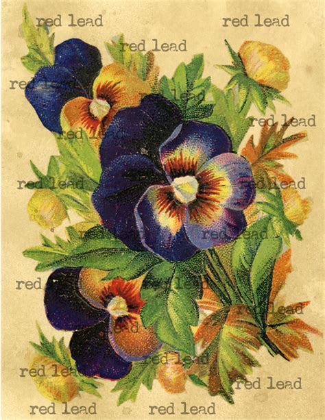 Antique Purple Pansy Bouquet Digital Download Vintage Pansy