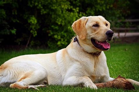 How To Care "Golden Labrador" Dog Breeds Characteristics, And More ...