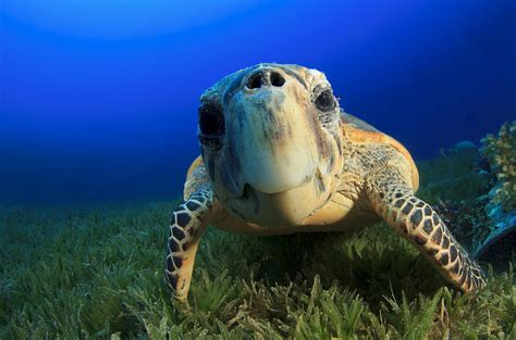 hawksbill sea turtle 4k for pc, HD wallpaper | Wallpaperbetter