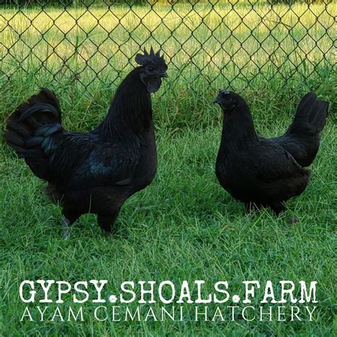 Ayam Cemani Roosters For Sale | Ayam Cemani Breeder| Gypsy Shoals Farm