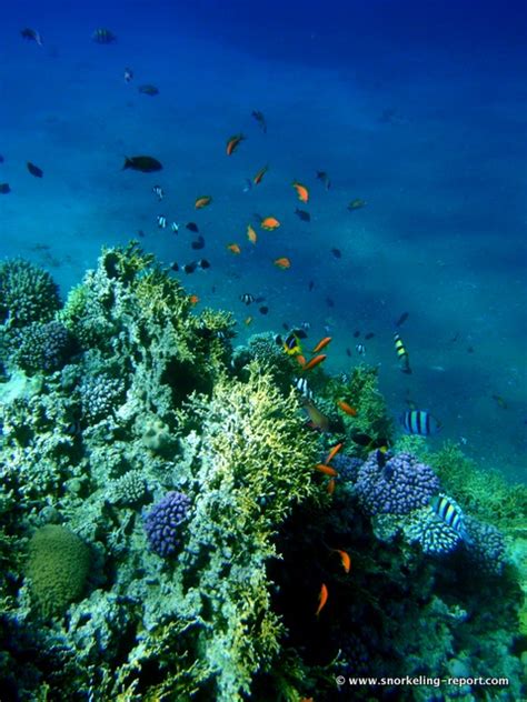 Snorkeling Aqaba Marine Park | Red Sea | Jordan