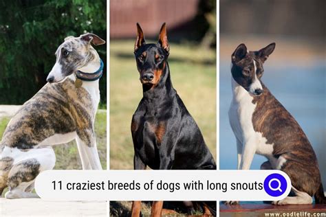 11 Craziest Breeds Of Dogs With Long Snouts (Photos) - Oodle Life