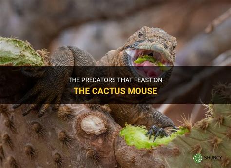 The Predators That Feast On The Cactus Mouse | ShunCy