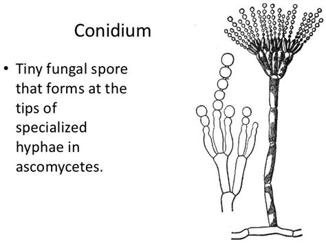 Biology 21.2