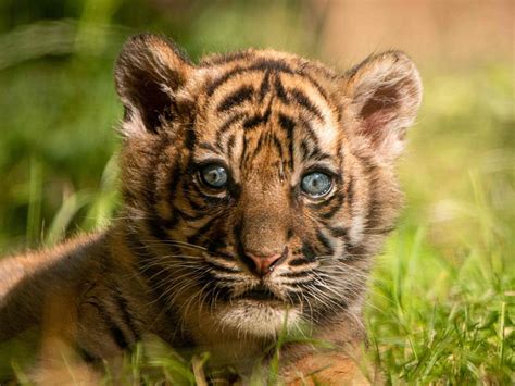 Photos: Sumatran tiger cub born in Polish zoo | News-photos – Gulf News