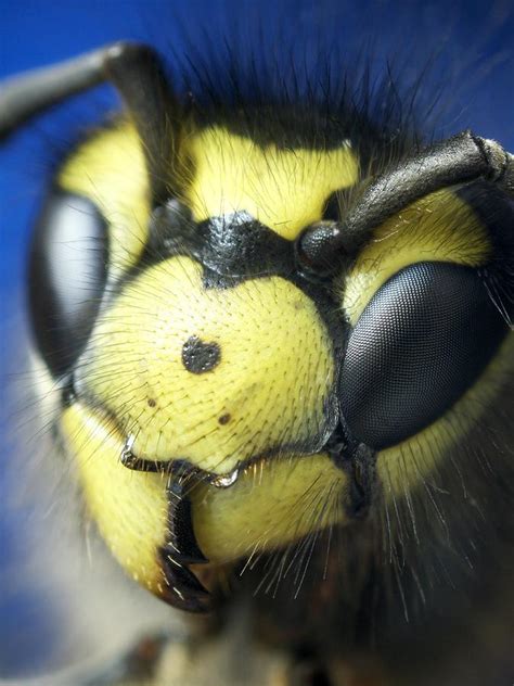 Wasp Head Photograph by Dr Jeremy Burgess - Pixels