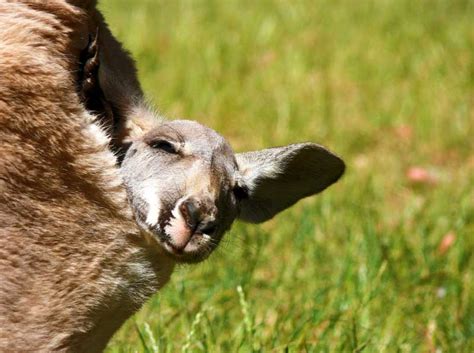 Kangaroo Information And Facts For Kids