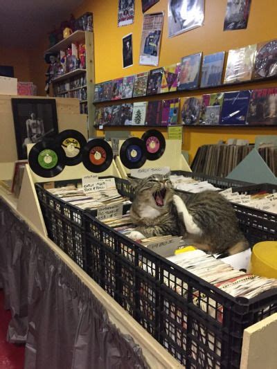 Unflattering Cat Selfies | Record store, Cats, Selfie