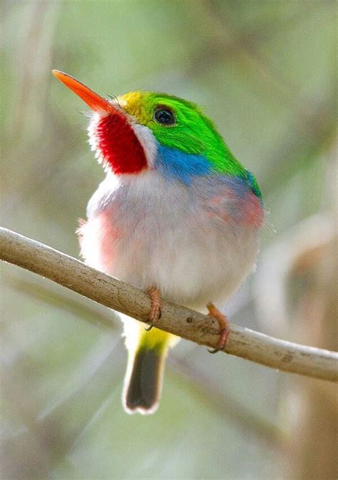 Cuban Tody | Beautiful birds, Pet birds, Animals beautiful