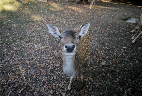 We Traveled the World -- And Took Funny Animal Mugshots Along the Way | HuffPost Life