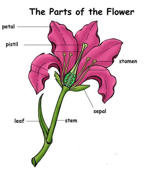 Flower Labeled Diagram For Kids