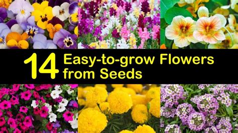 14 Easy-to-grow Flowers from Seeds