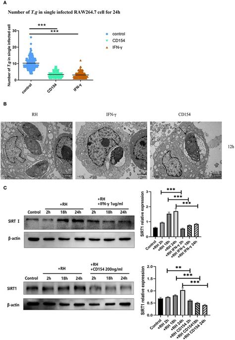 ntracellular growth of RH tachyzoites inside mouse macrophages with... | Download Scientific Diagram